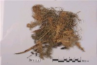 藏品(偏葉泥炭苔)的圖片